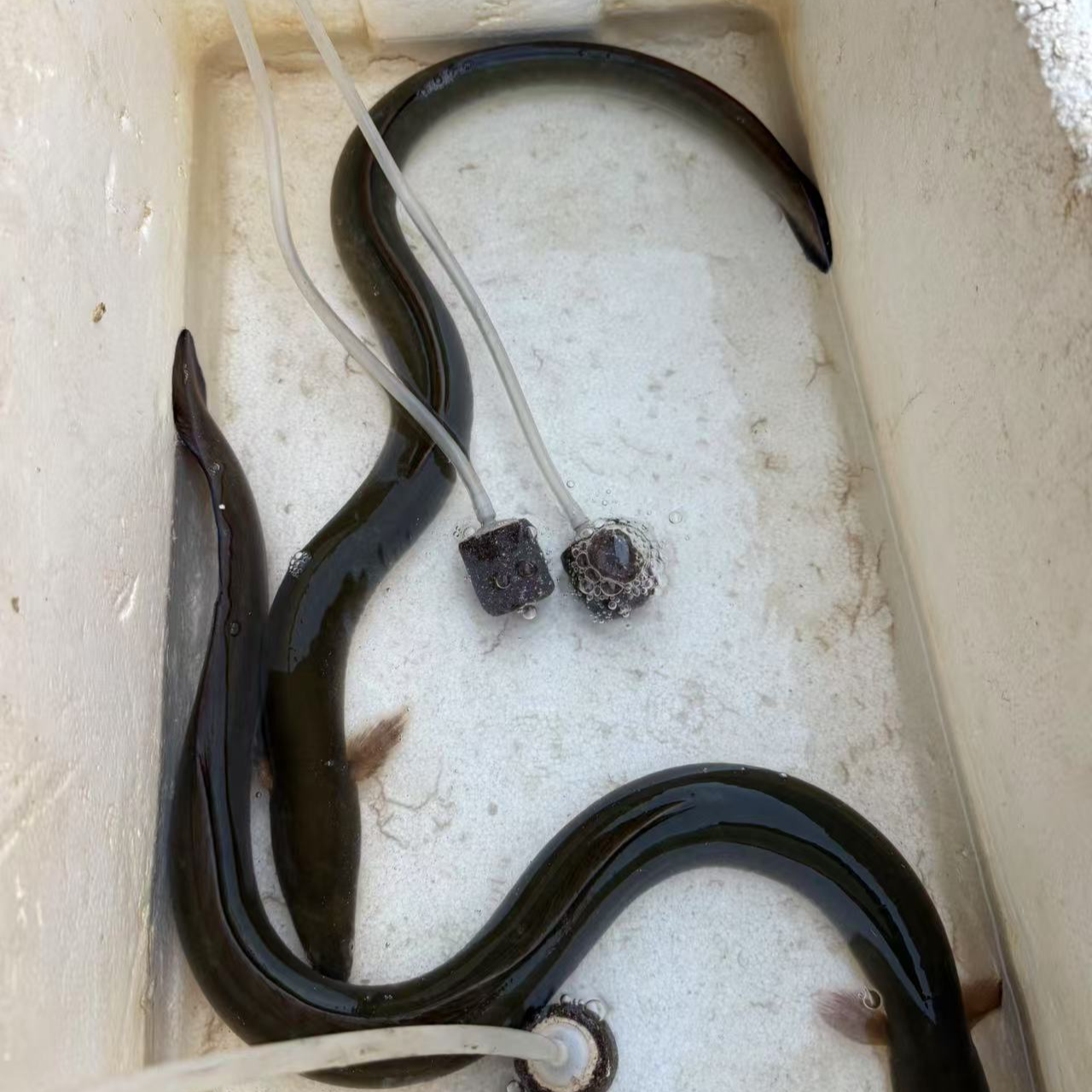 【诚阳欣】江苏野生水产野生新鲜鳗鱼鳝鱼鳗鱼七星慢江浙沪包邮