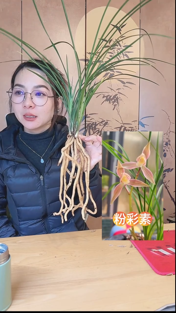 当前无花栽培后可以开花：粉彩素