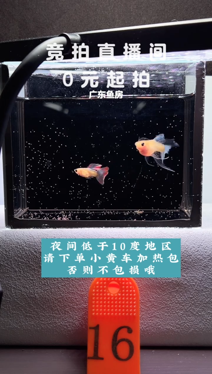 孔雀鱼蓝水晶宽C一对编号16