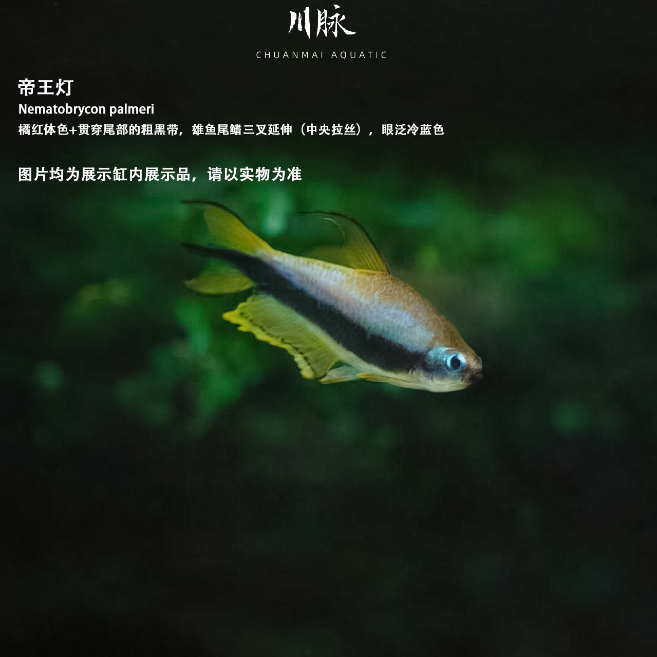 【川脉】帝王灯鱼 南美群游小型热带观赏鱼灯科鱼