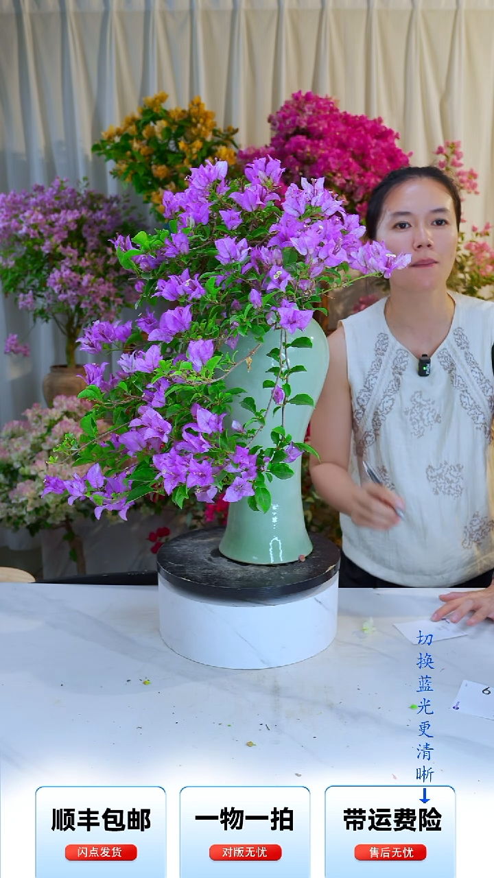 大部分开放少量花苞雪紫