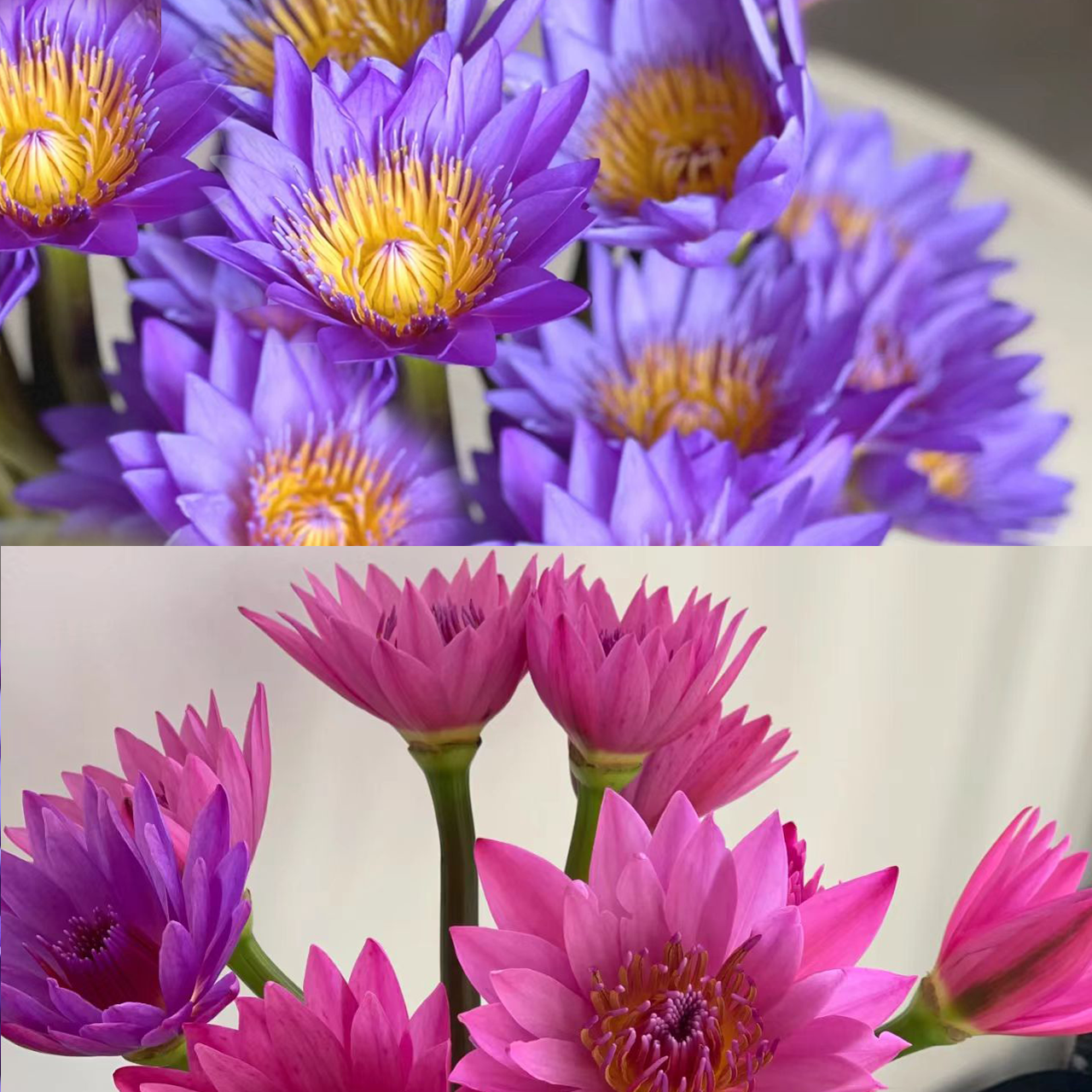 次日达-【随机颜色睡莲】5枝睡莲鲜花批发直播任意两单升级顺丰包邮三单送随机花瓶一个今天拍明天到