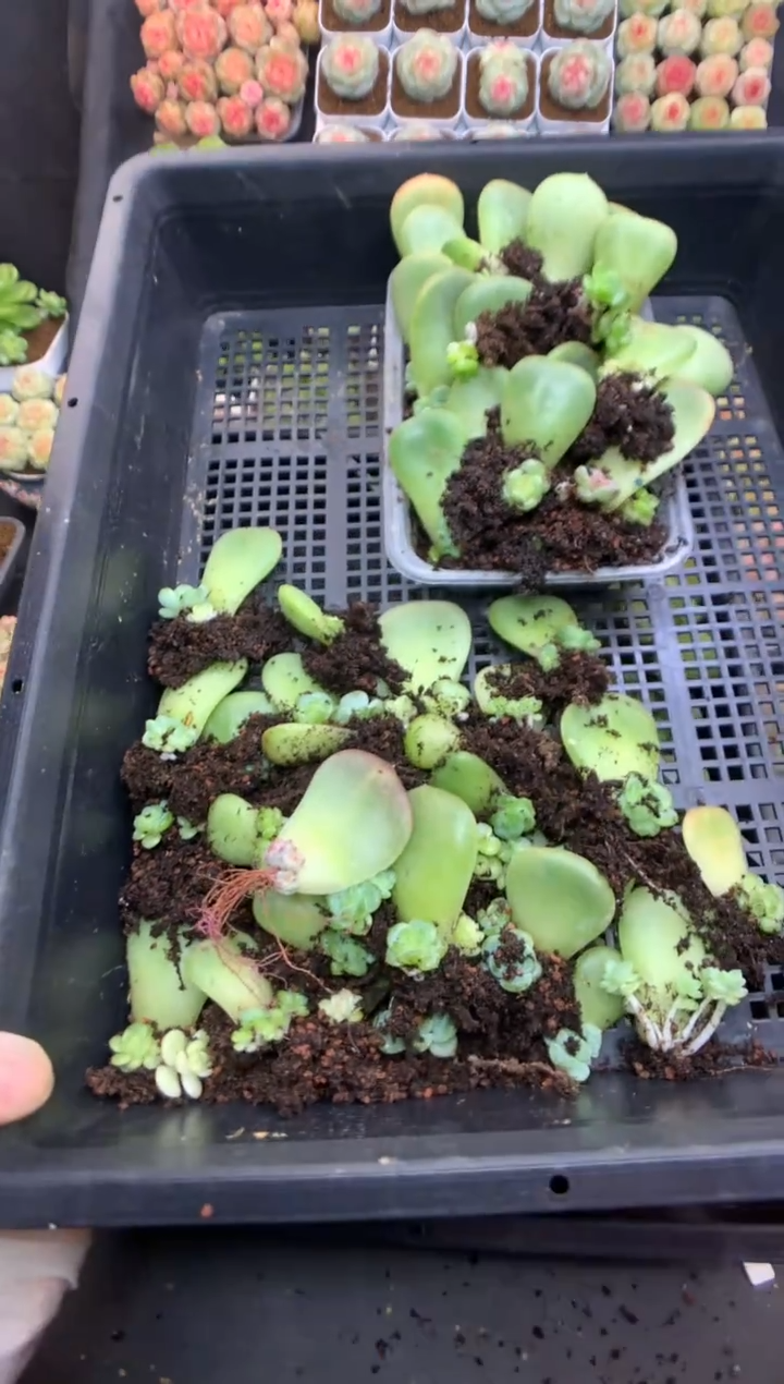 e048 果果的专拍 叶插遥遥小苗 一盒 两组 1300