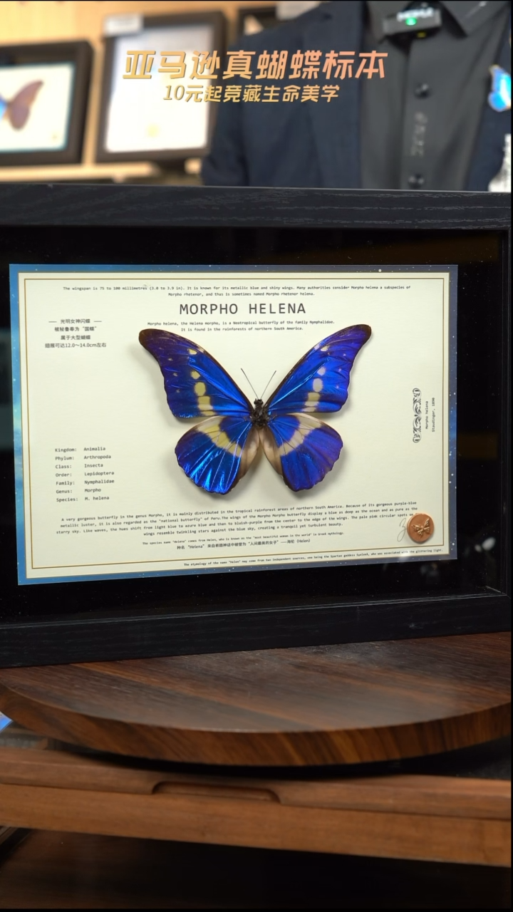 蝴蝶标本摆件竞拍光明女神闪蝶d420