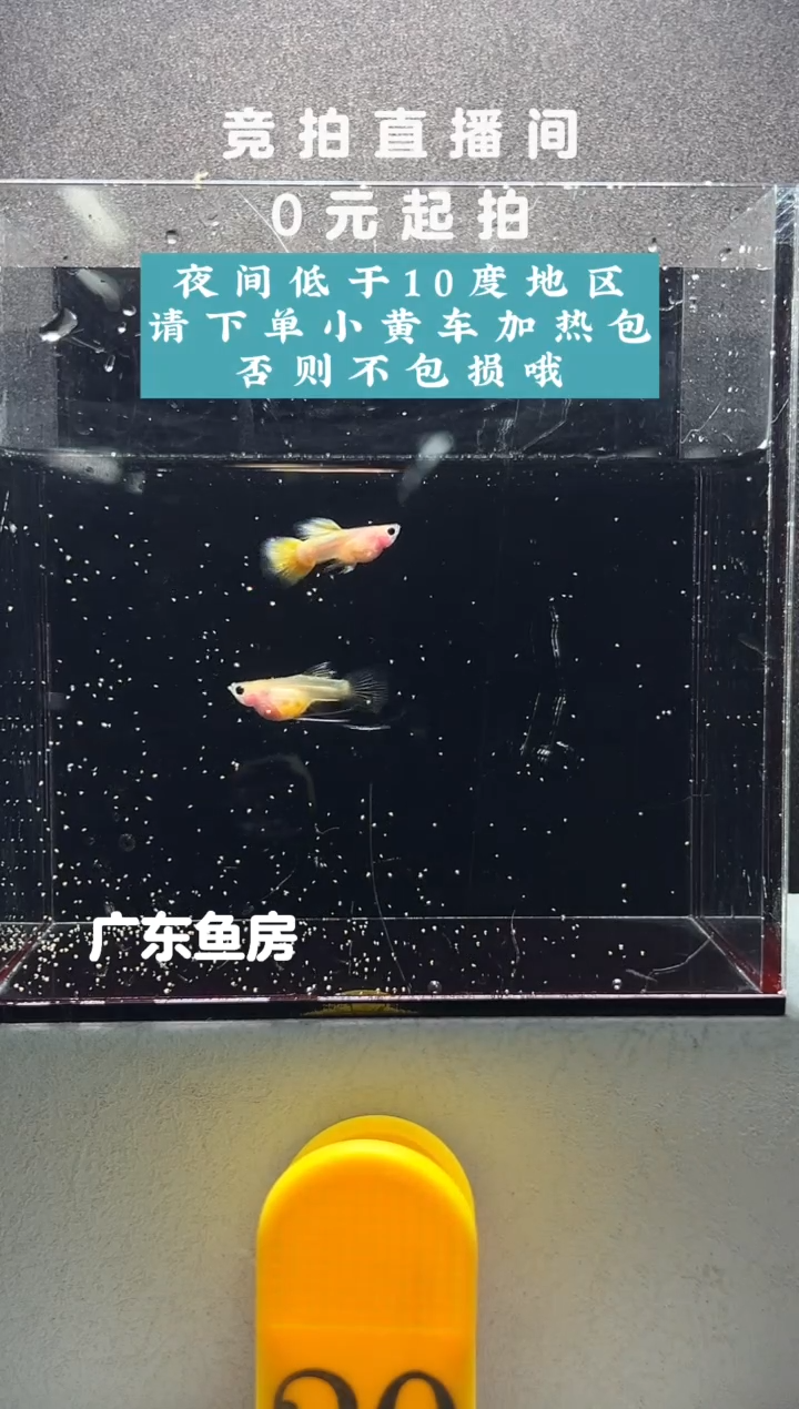 孔雀鱼幻彩缎带体一对编号20