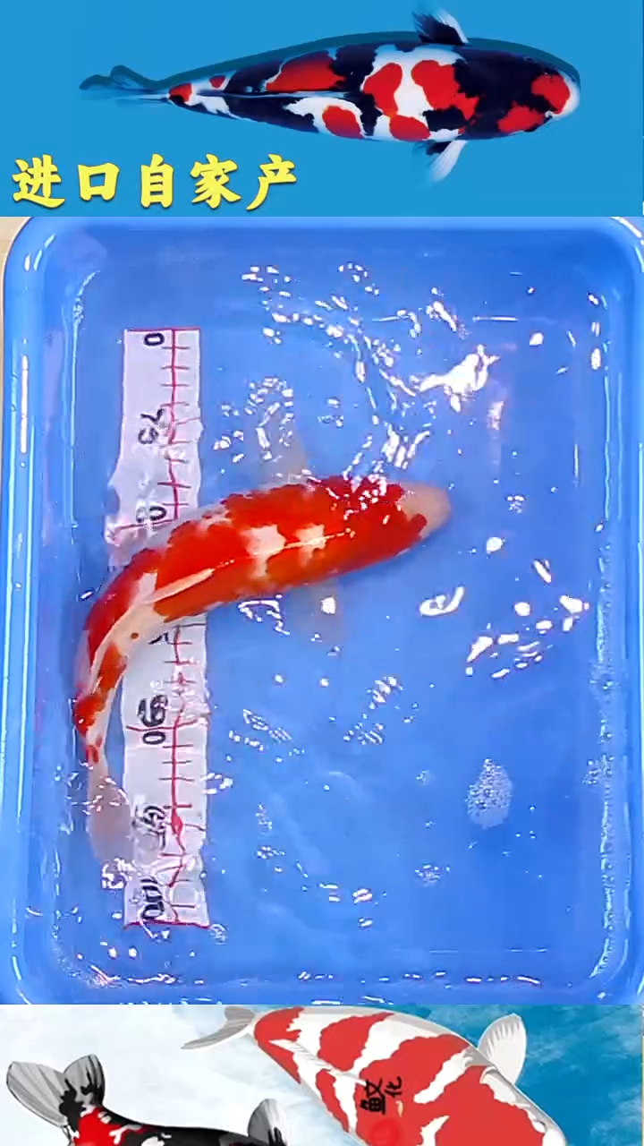 锦鲤2025/12/24悦鲤阁甄选锦鲤--50