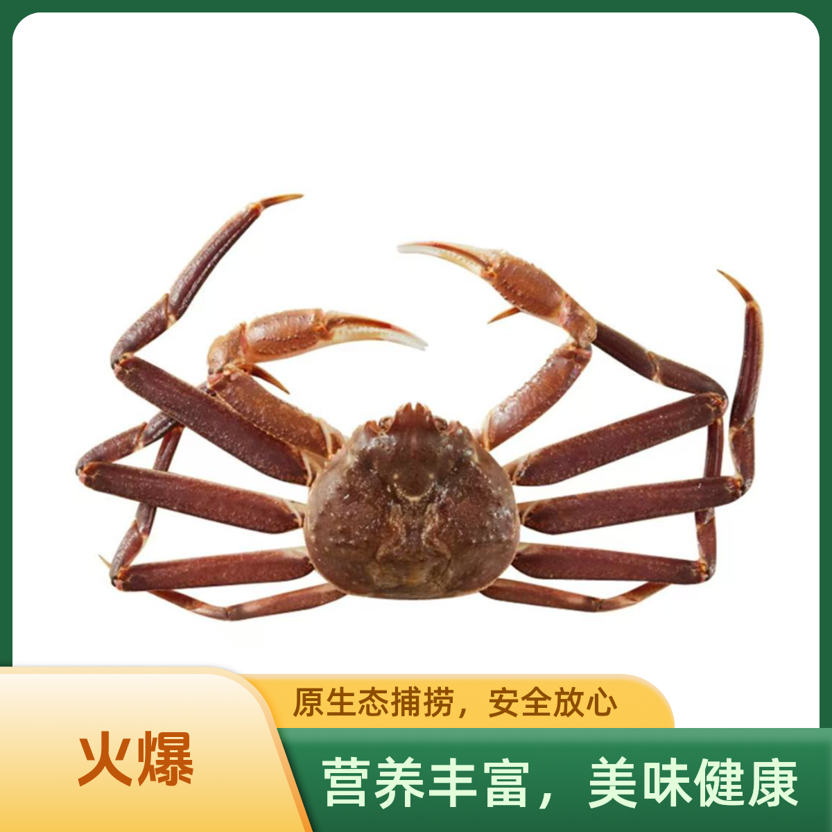 鲜活松叶蟹螃蟹1.8-2斤左右/一只蟹同城配送