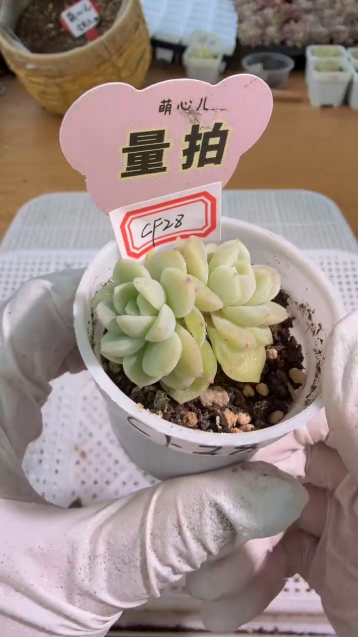 CF28翡翠圆杯1盆 单双混 量拍混发