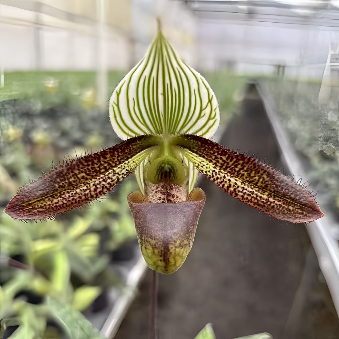 魔音兜兰 彩云兜兰交魔帝兜兰 好养勤花 花期长 120号盆 树皮植料