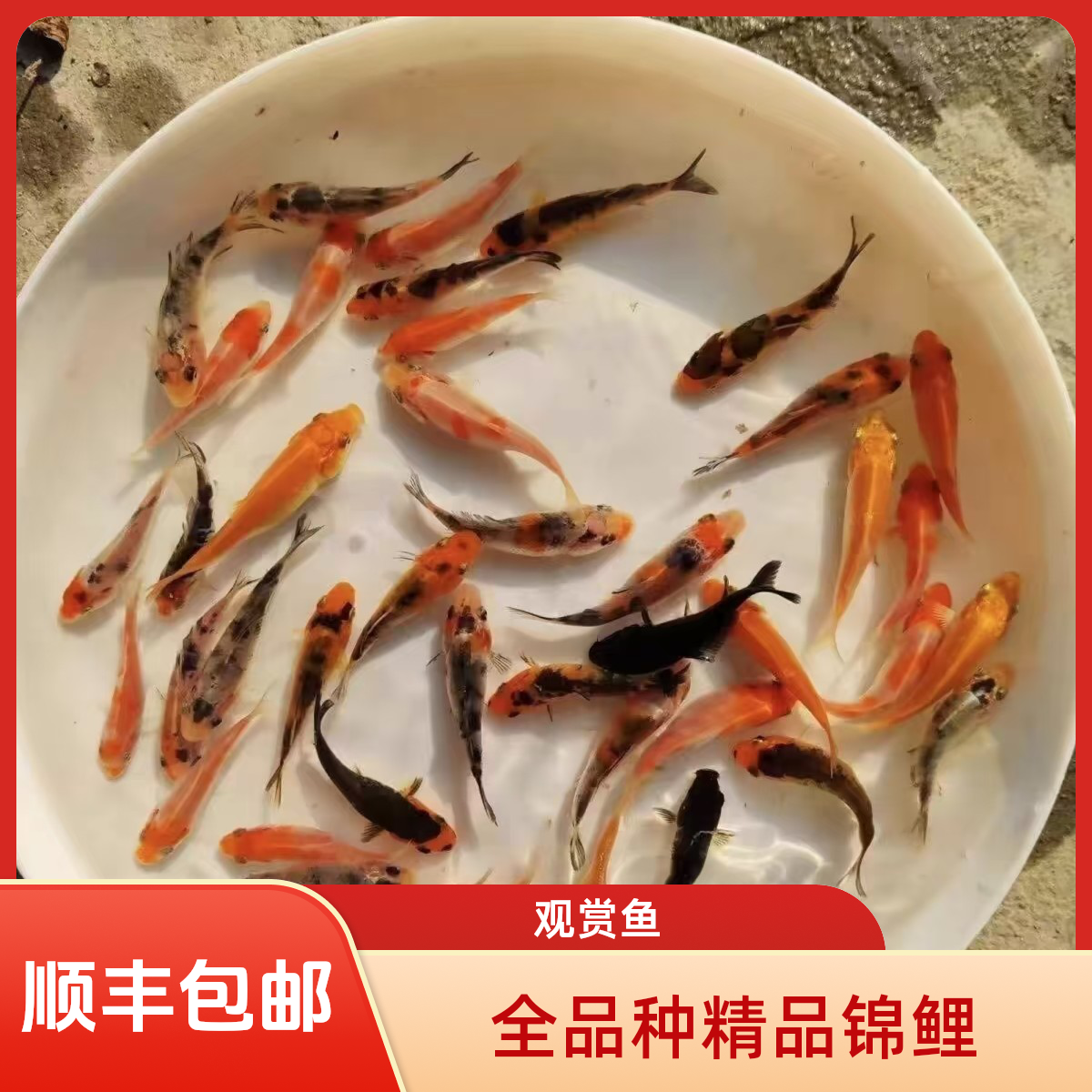 锦鲤精品活体淡水冷水观赏鱼鱼苗锦鲤全品种批发好养耐活顺丰包邮