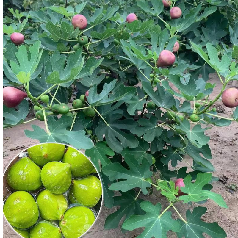 地栽无花果树苗 摘叶土球发货（生鲜易腐商品发货不支持退款）