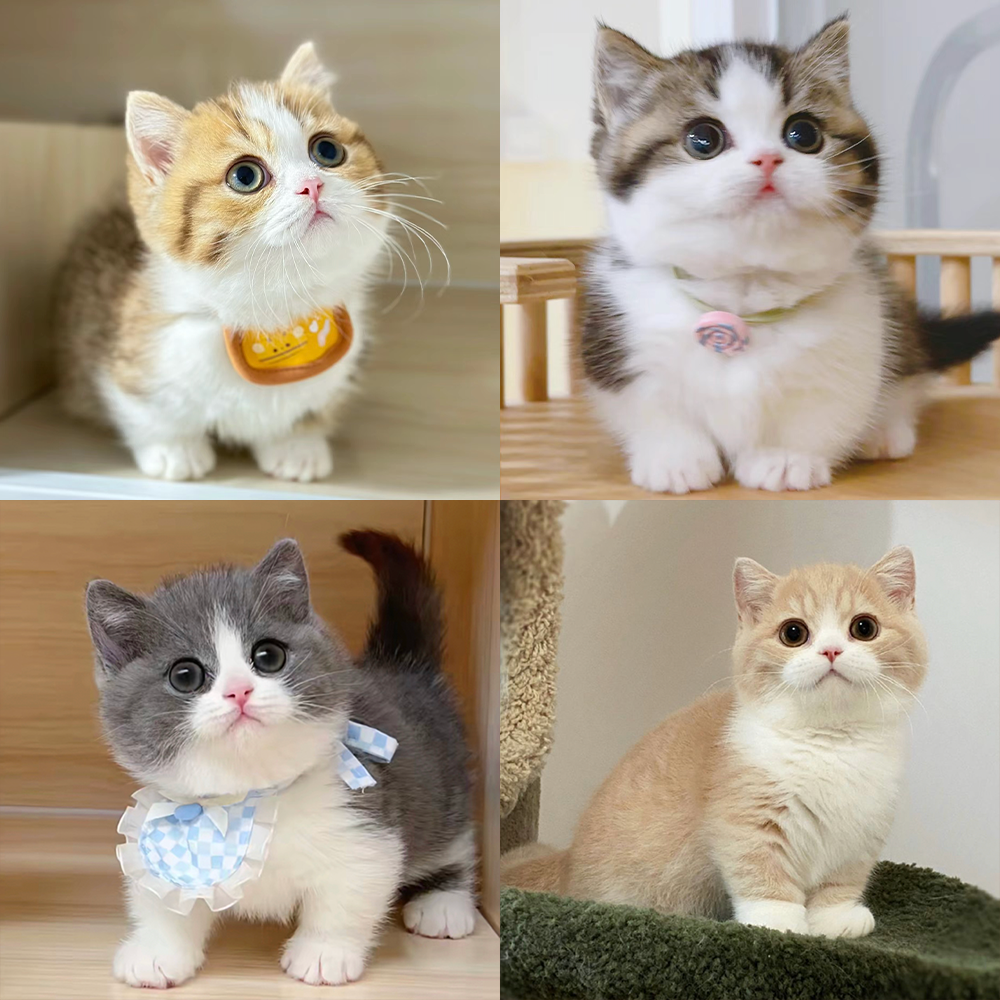 【佳佳说猫】猫咪活体d