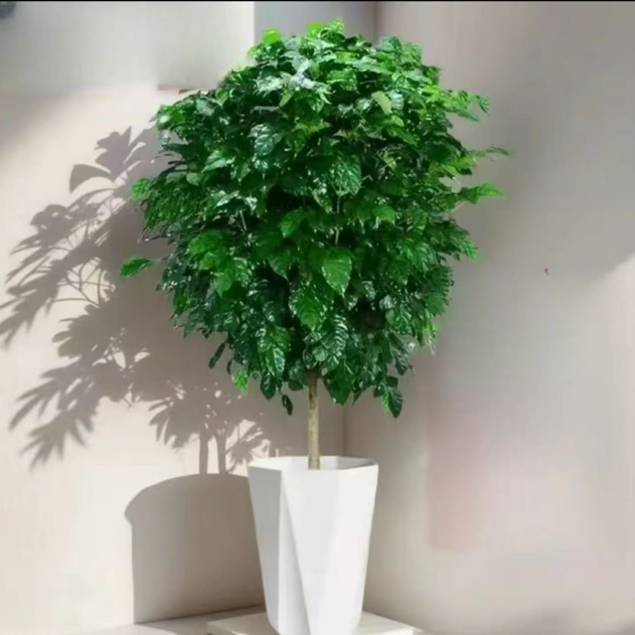 【京东送货上门】含盆1.1-1.3米单杆幸福树吸甲醛净化空气常青常绿