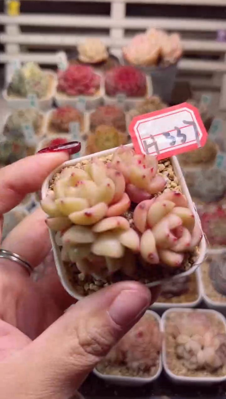 【闪购商品】H337孤品珍妮一物一拍