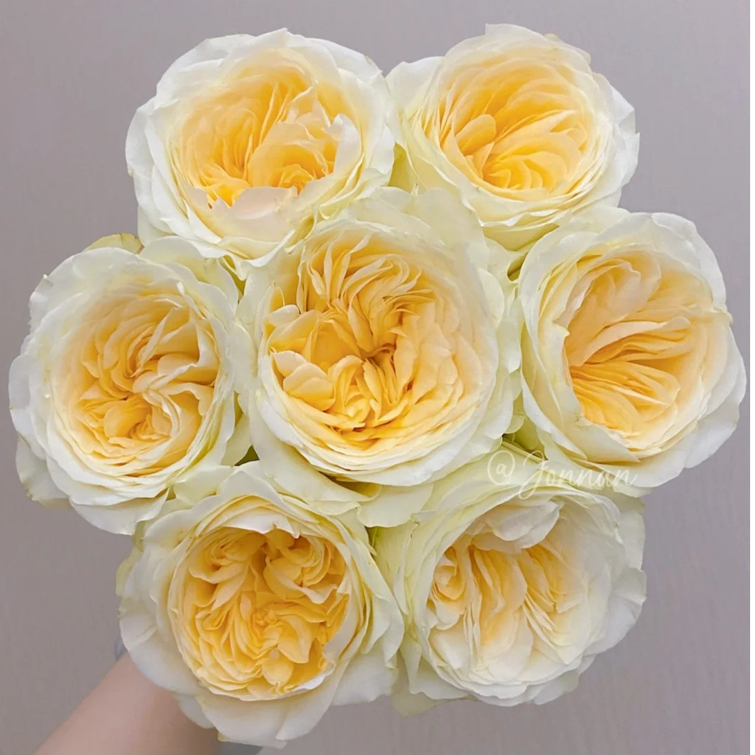 奶油杯，单头玫瑰，1单冷链包邮，2单升级顺丰冷链，远的发德邦