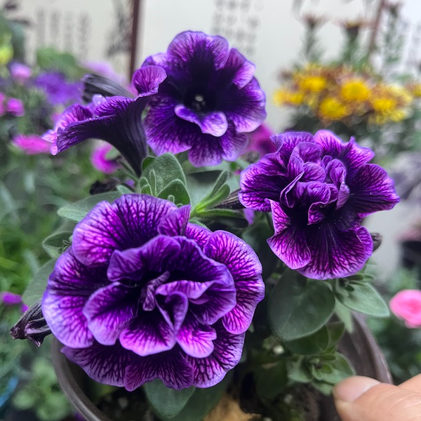 【小苗】矮牵牛花苗垂吊盆栽花卉开花庭院阳台植物