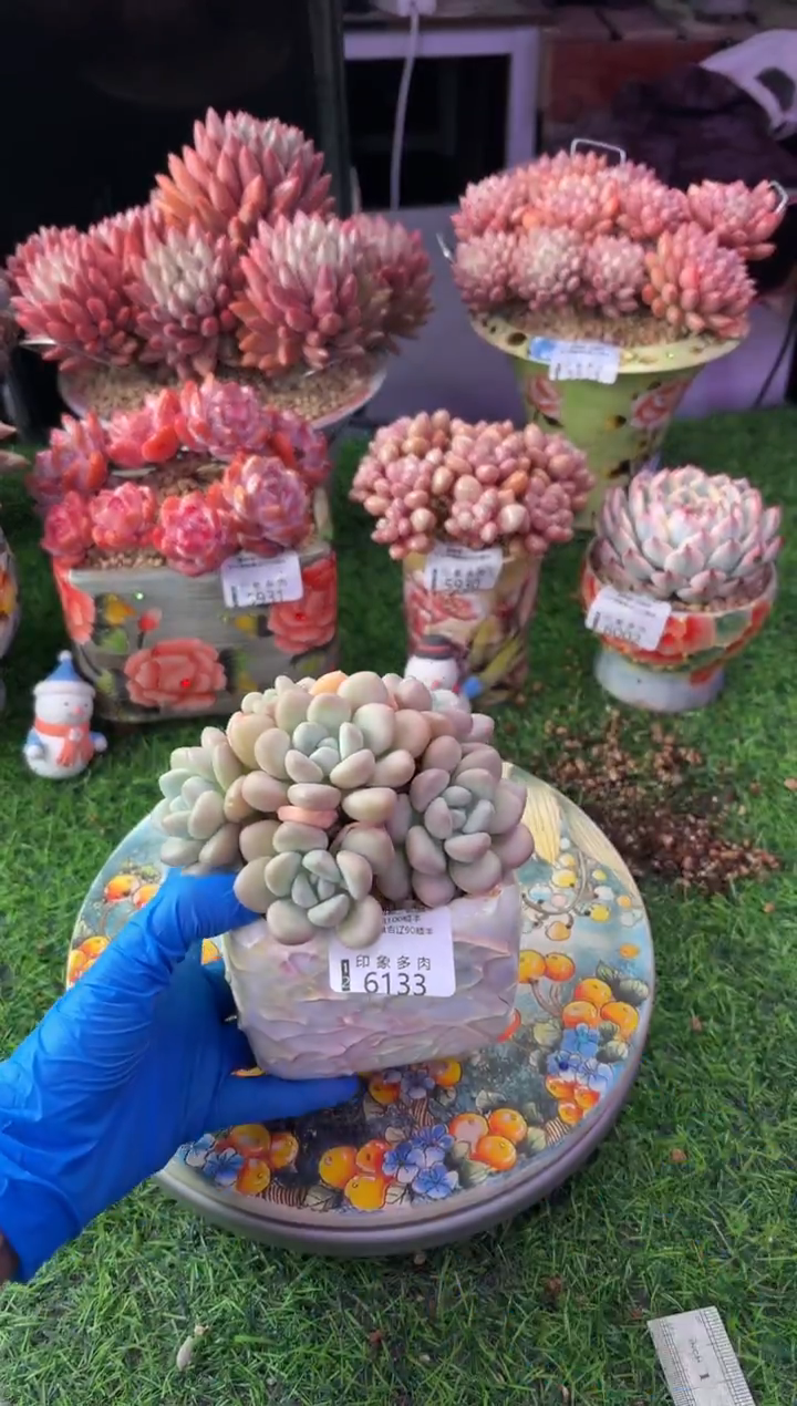 昆明印象多肉6133