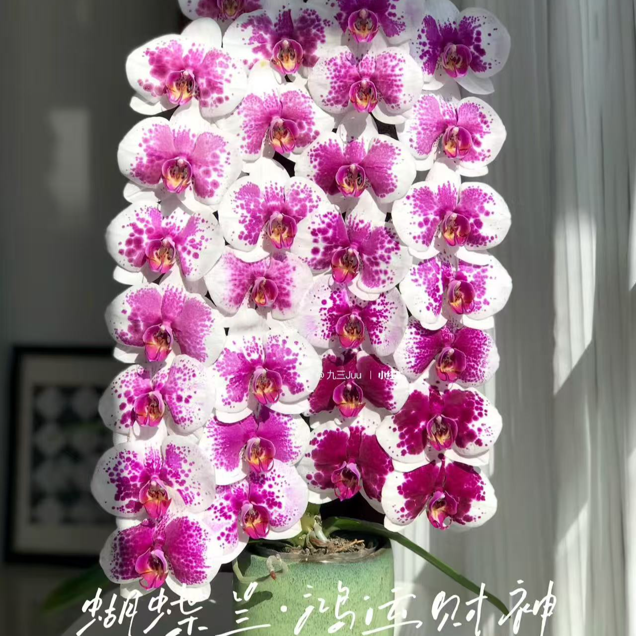 名贵大花 带花剑 鸿运财神 蝴蝶兰