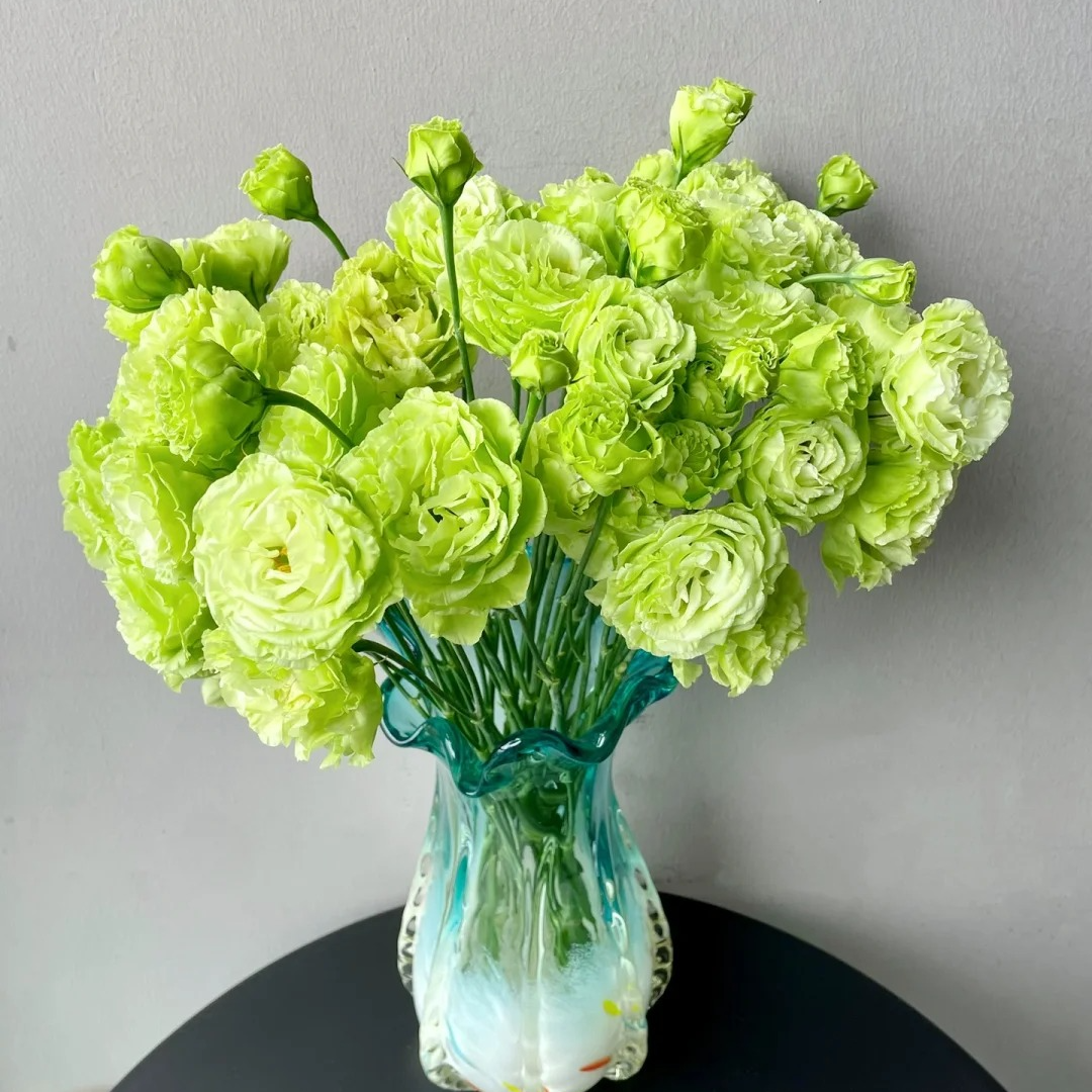 【AA级绿色洋桔梗】1单冷链包邮，2单升级顺丰