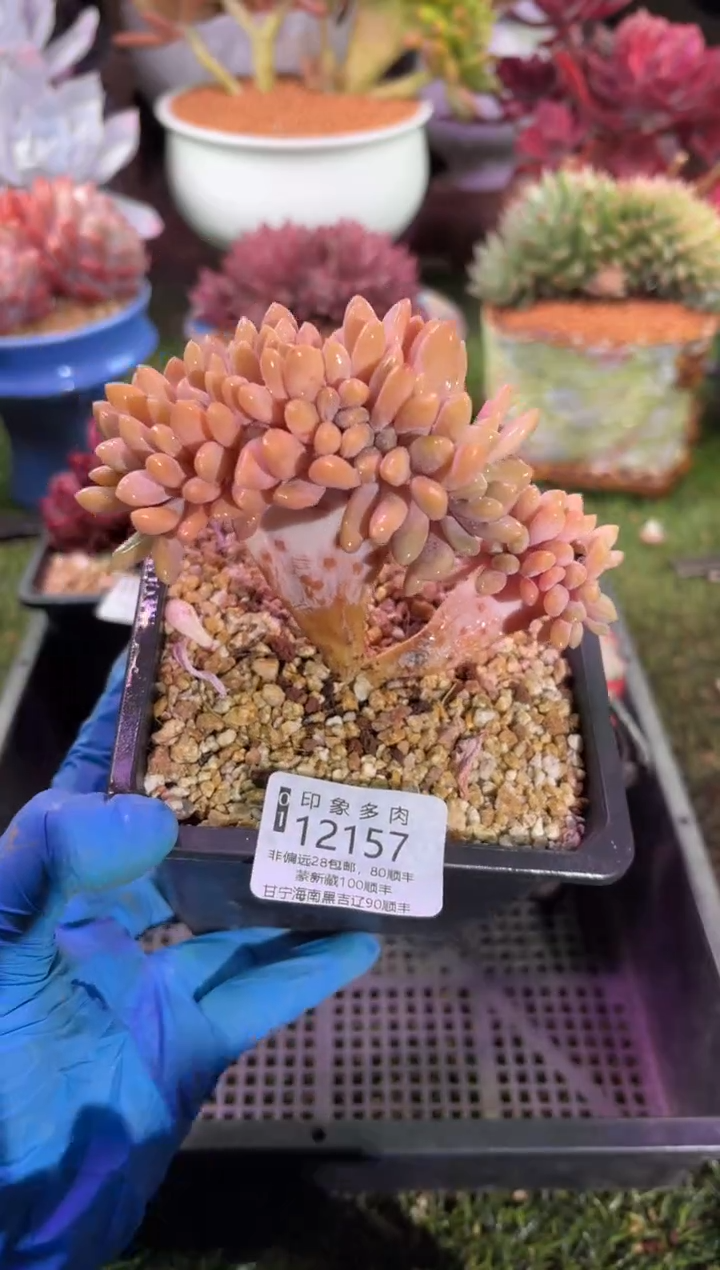 【闪购商品】12157