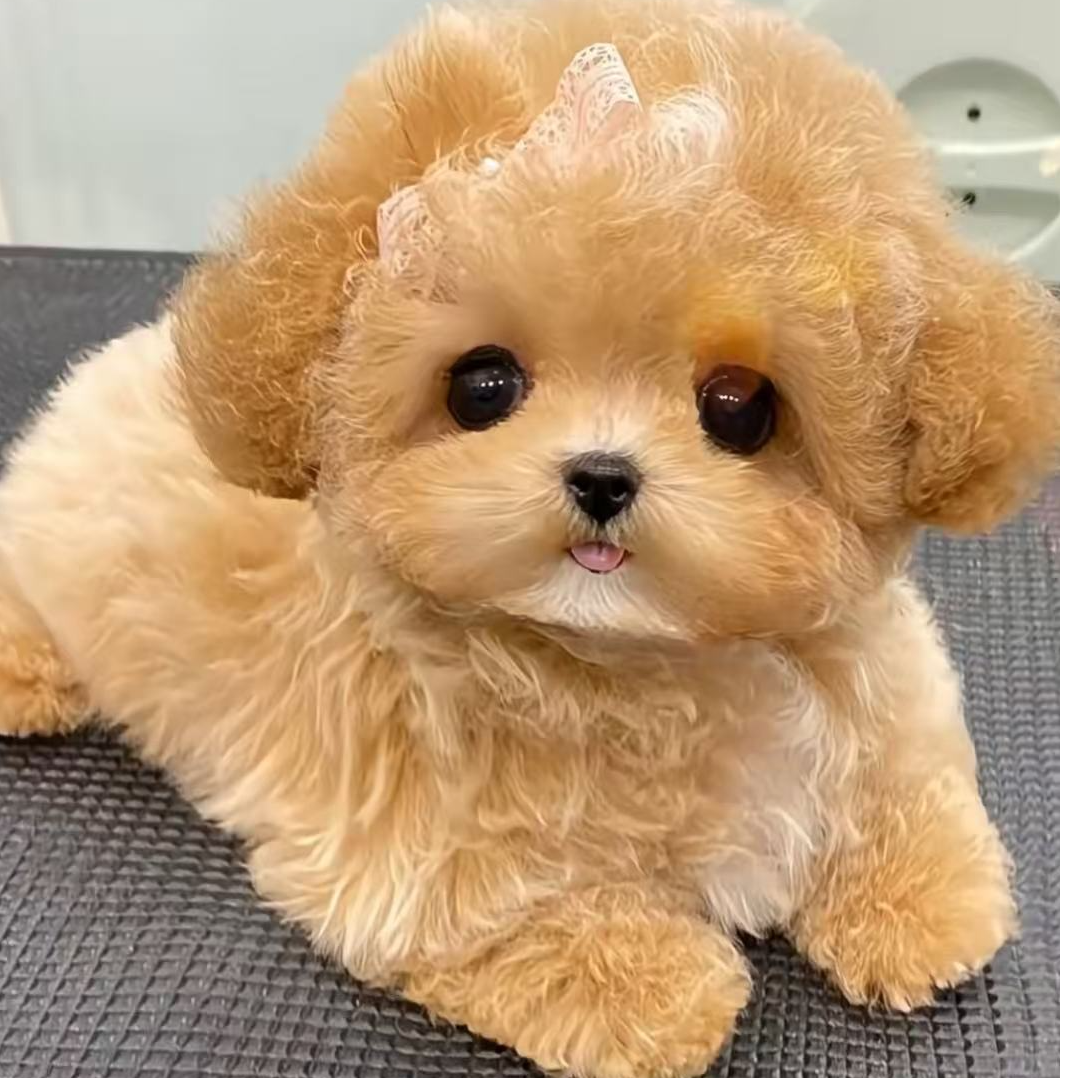 比熊泰迪泰迪熊等狗狗活体链接