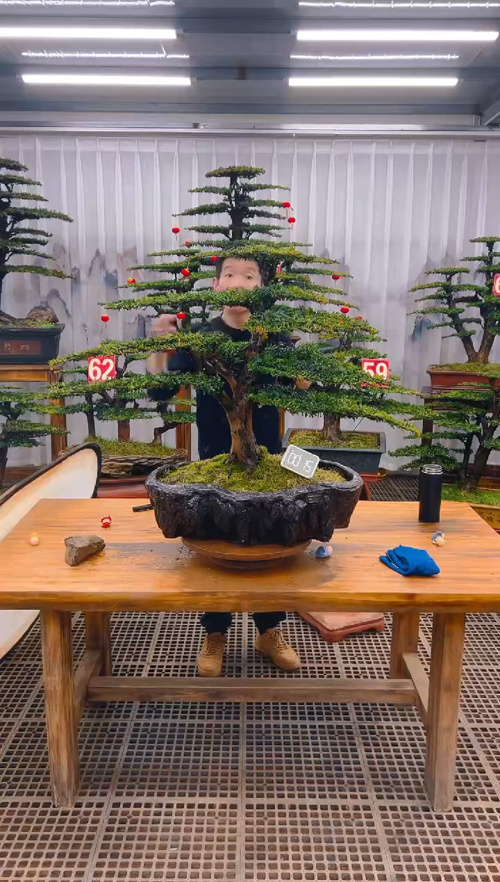 【闪购商品】紫砂精品盆景直播间一物一拍