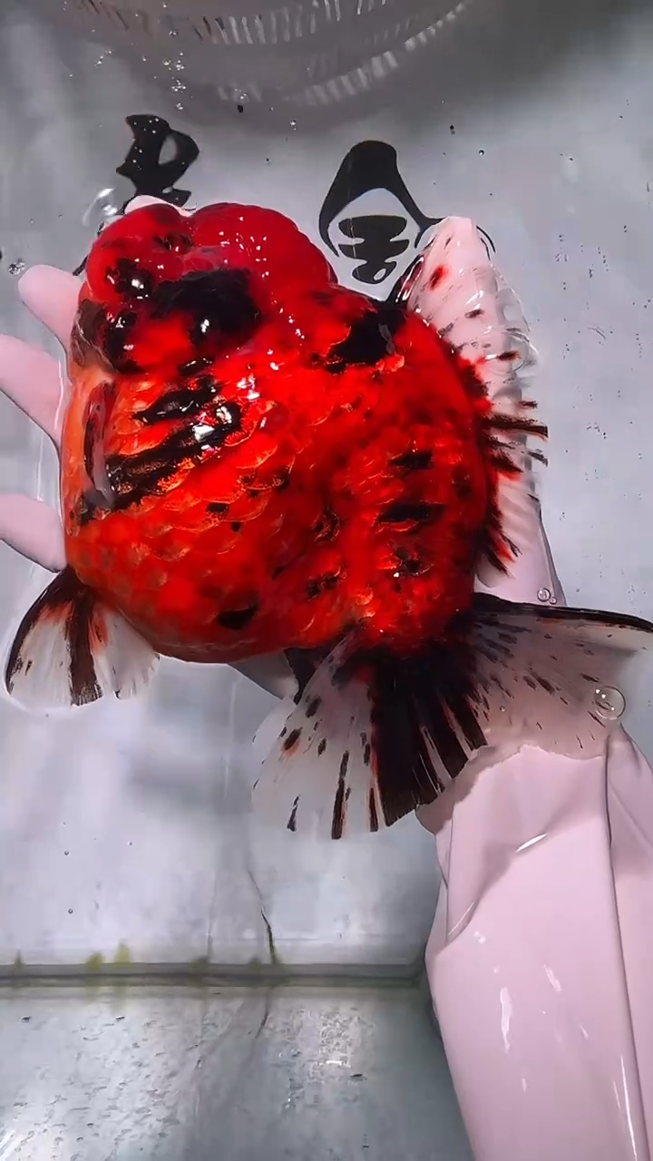 金鱼金鱼精品泰狮一条以直播间为准