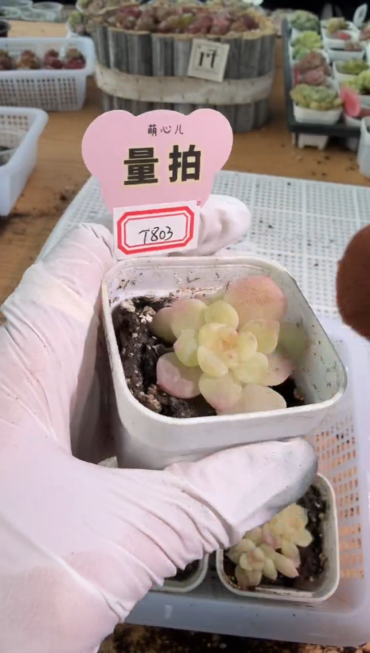 T803单双混 五方一盆 量拍混发