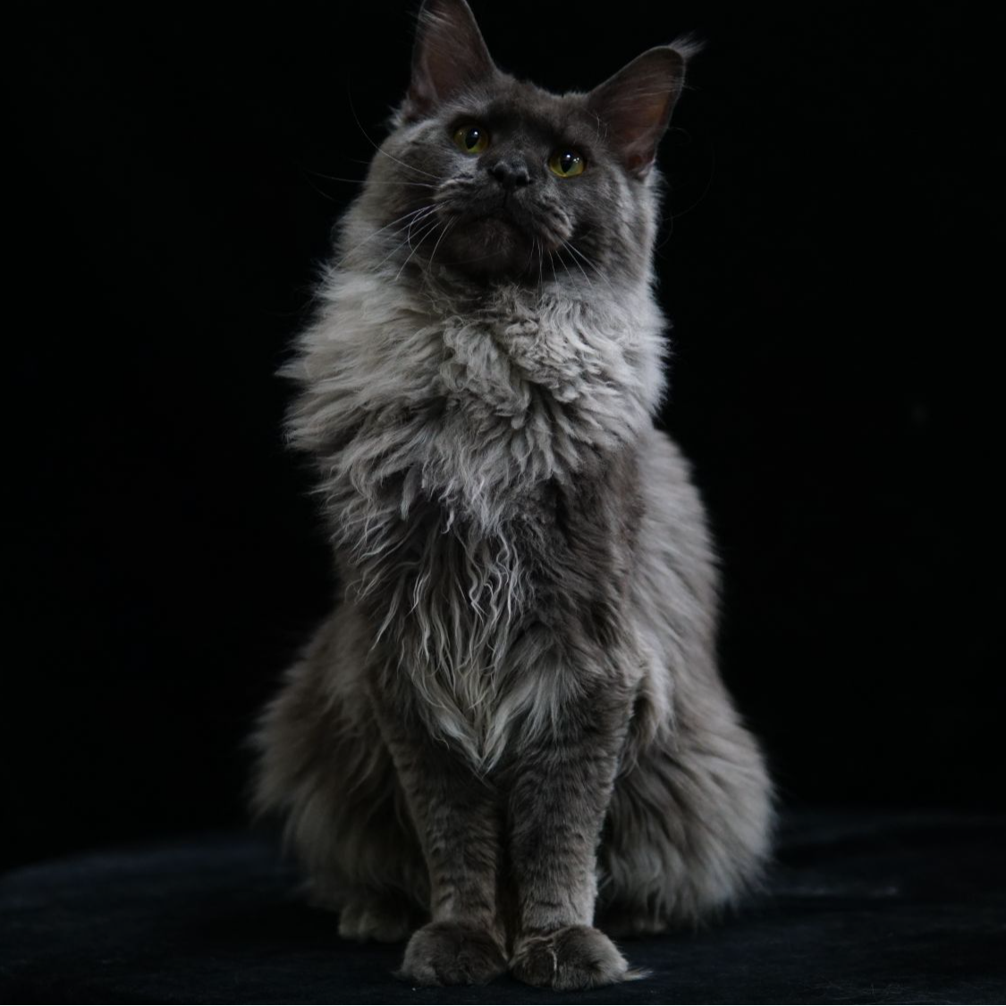 缅因猫高端缅因猫定制烟灰色缅因