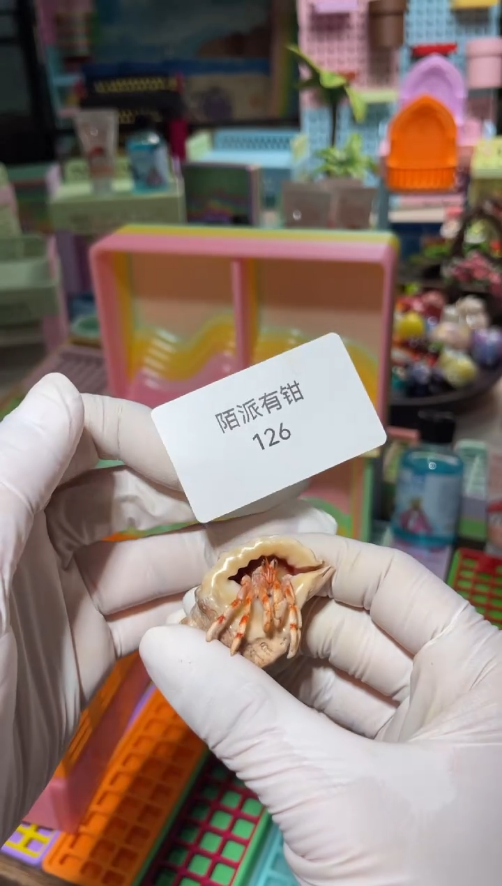 陌派帝国寄居蟹，马岛126