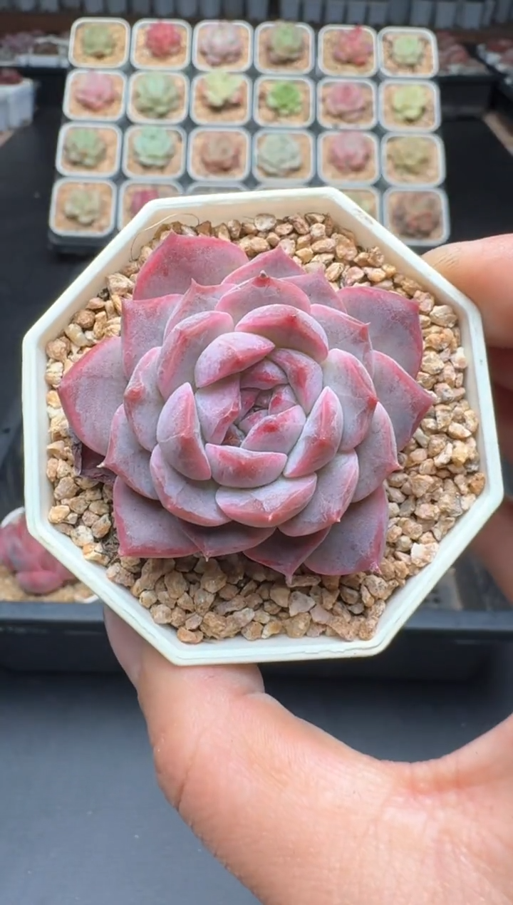 【闪购商品】340D物拍多肉带盆土6.5杯拍3颗包柚