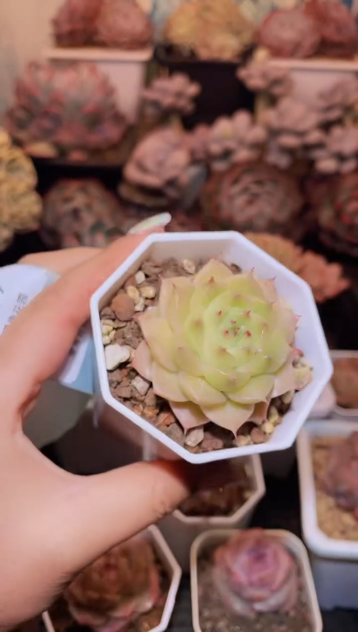 【闪购商品】417工艺海胆珍妮