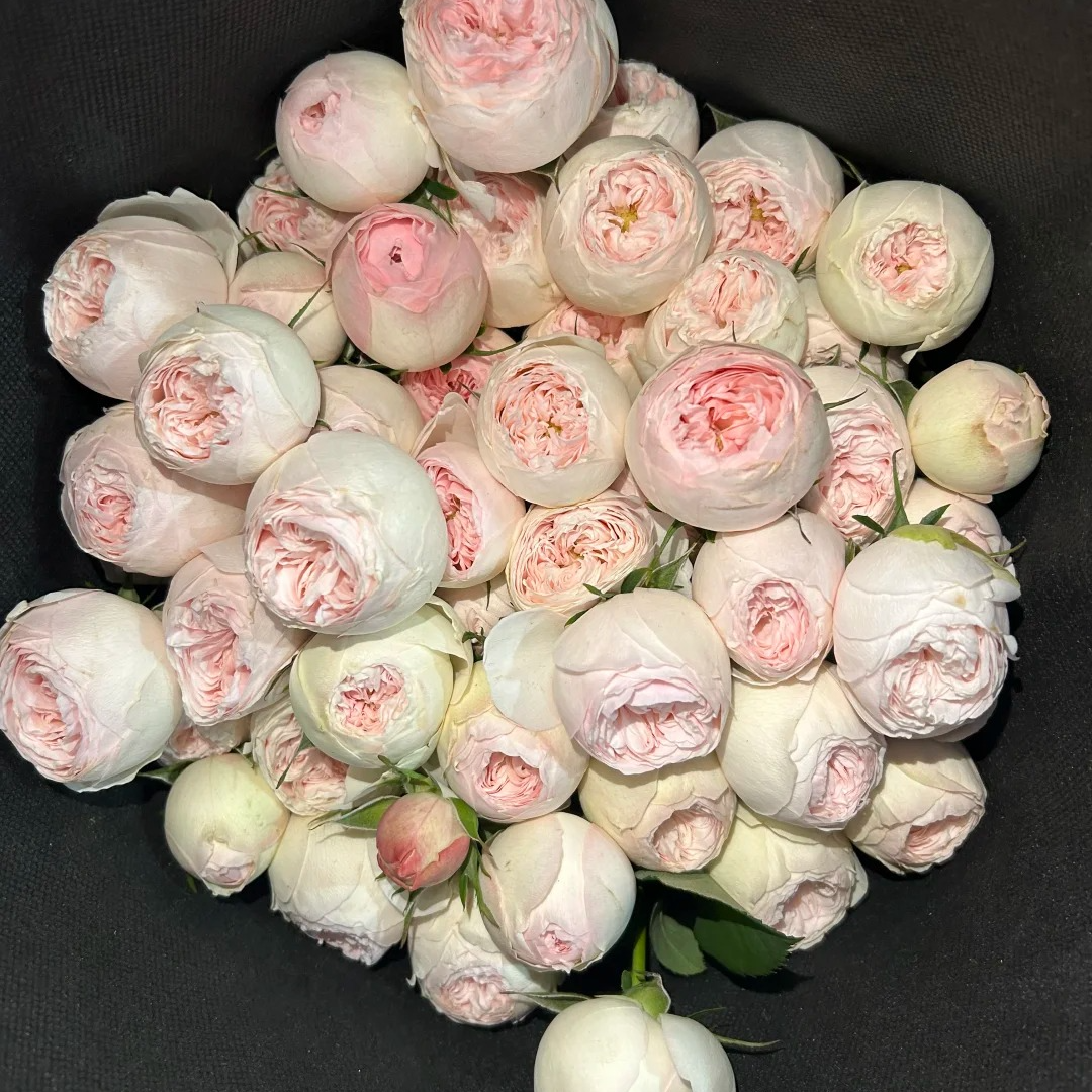 【云南鲜花】多头（酷皮）玫瑰 1单普通包邮，2单以上顺丰冷链