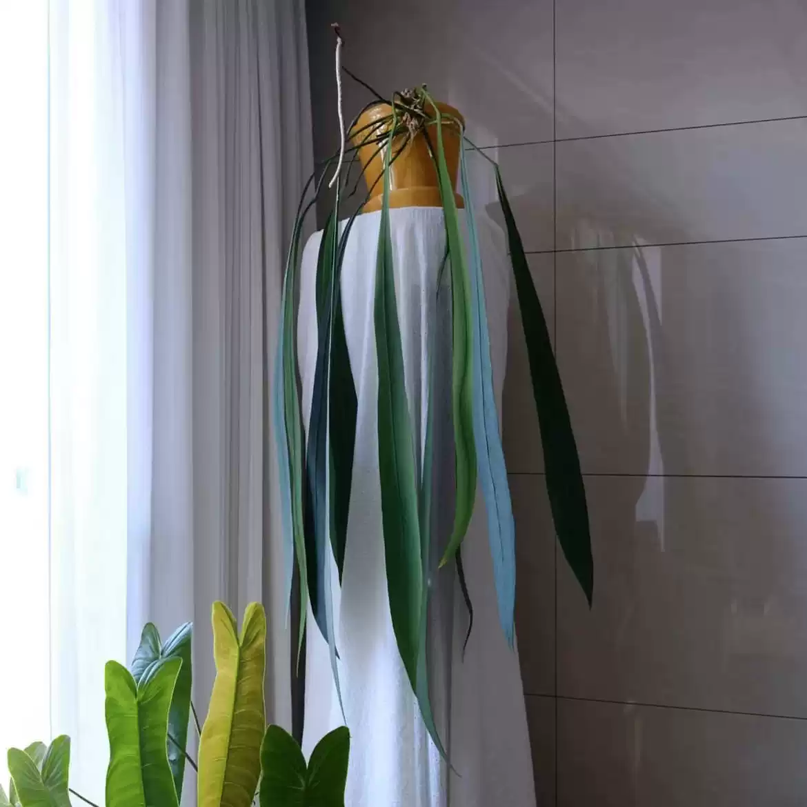 【有植依领带花烛】领带花烛天南星科室内垂吊悬挂绿植观叶植物