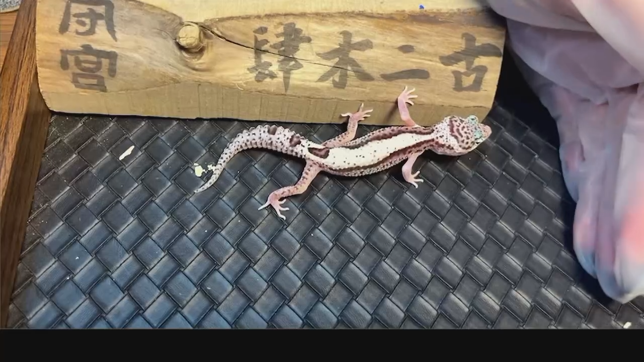 豹纹守宫豹纹守宫壹