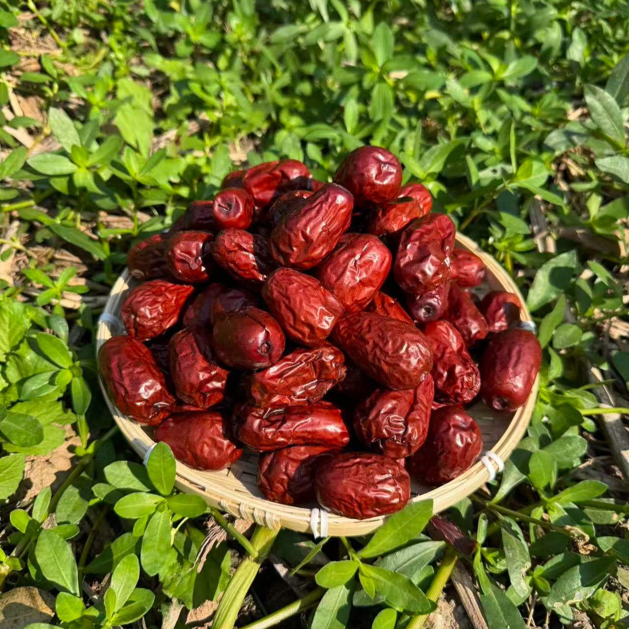 新疆和田大枣  无熏硫  可泡水煮茶煲汤