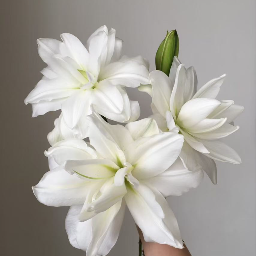 三头【雪莲】重瓣百合 栀子柠檬清香 夏天小清新 纯白色 