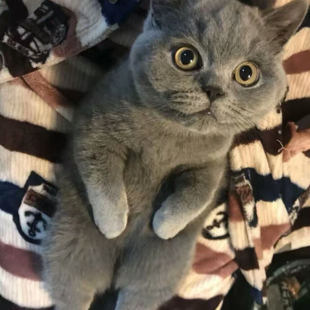 猫咪通货猫咪活体专属链接