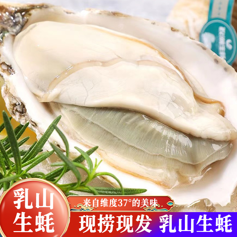 【顺丰冷链】乳山生蚝新鲜牡蛎原产地5/8斤  蒸生蚝烤生蚝刺身