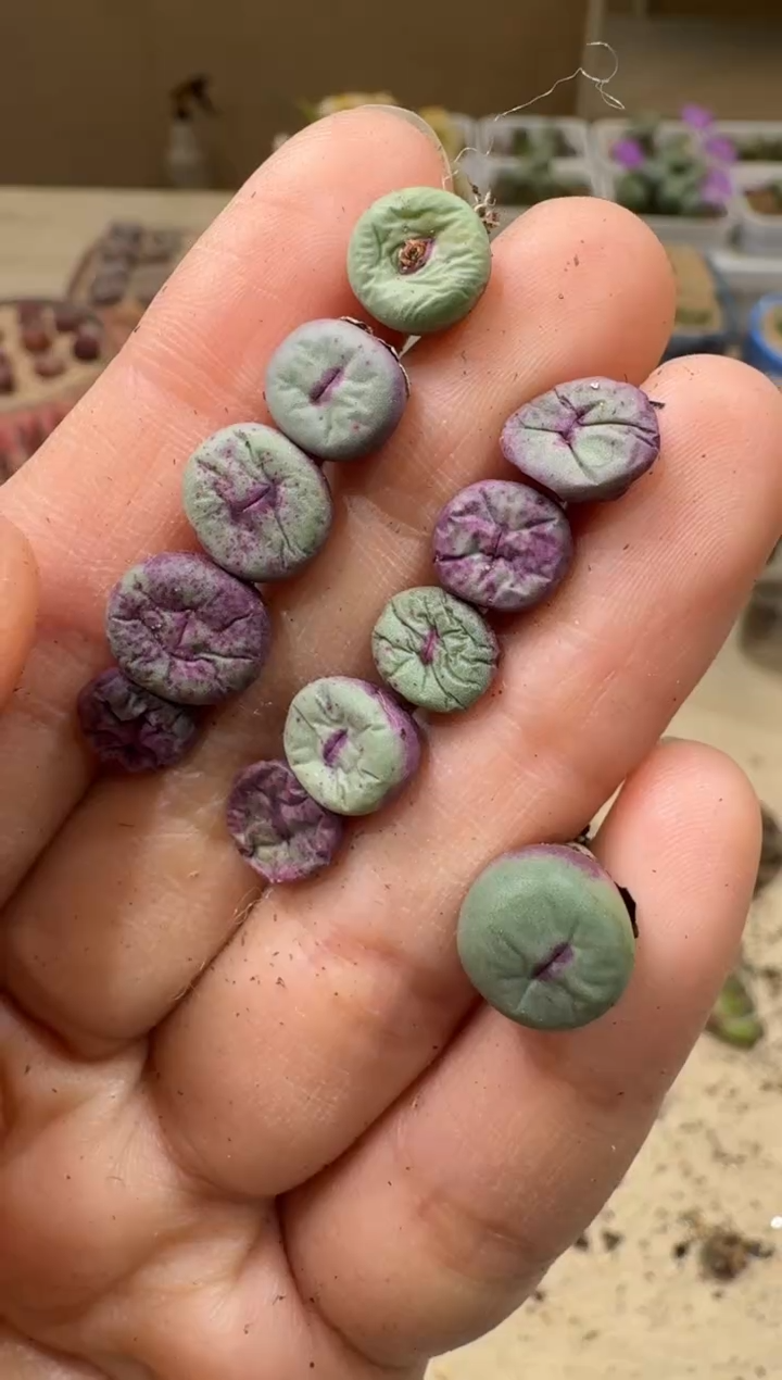 清***岗9-25多肉植物肉锥