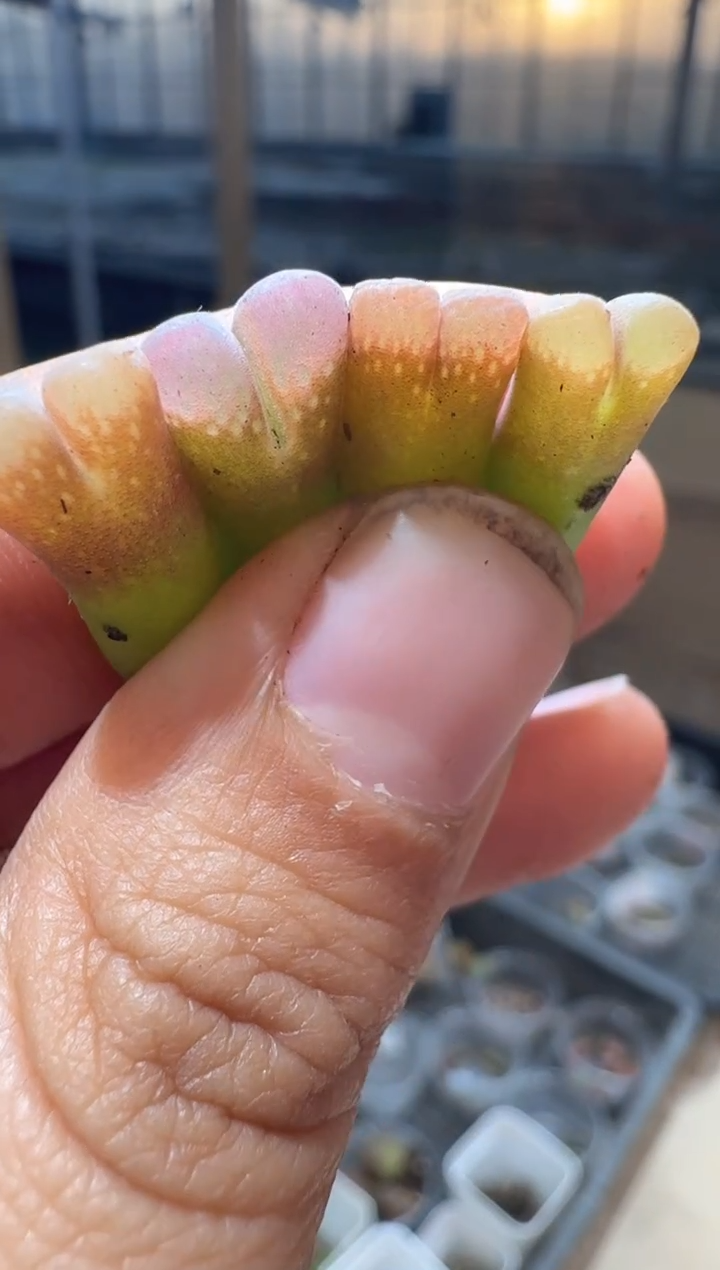 9-264多肉植物肉锥爱丽丝风铃一颗