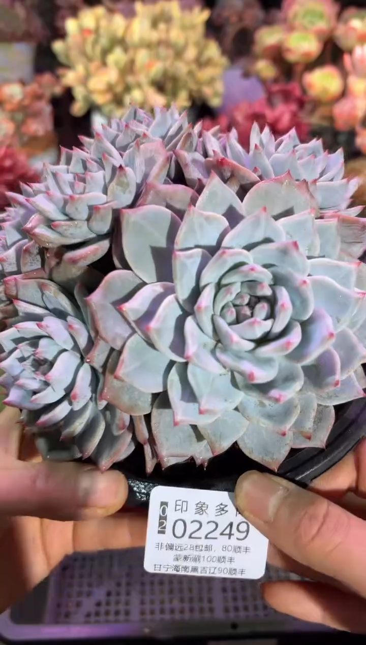 【闪购商品】02249