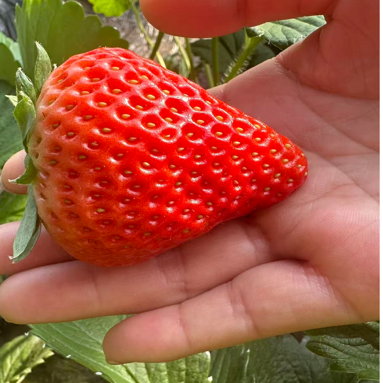 红颜99草莓新鲜现摘（果王）