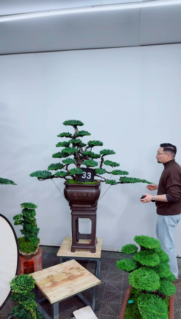 无花朵盆景.........