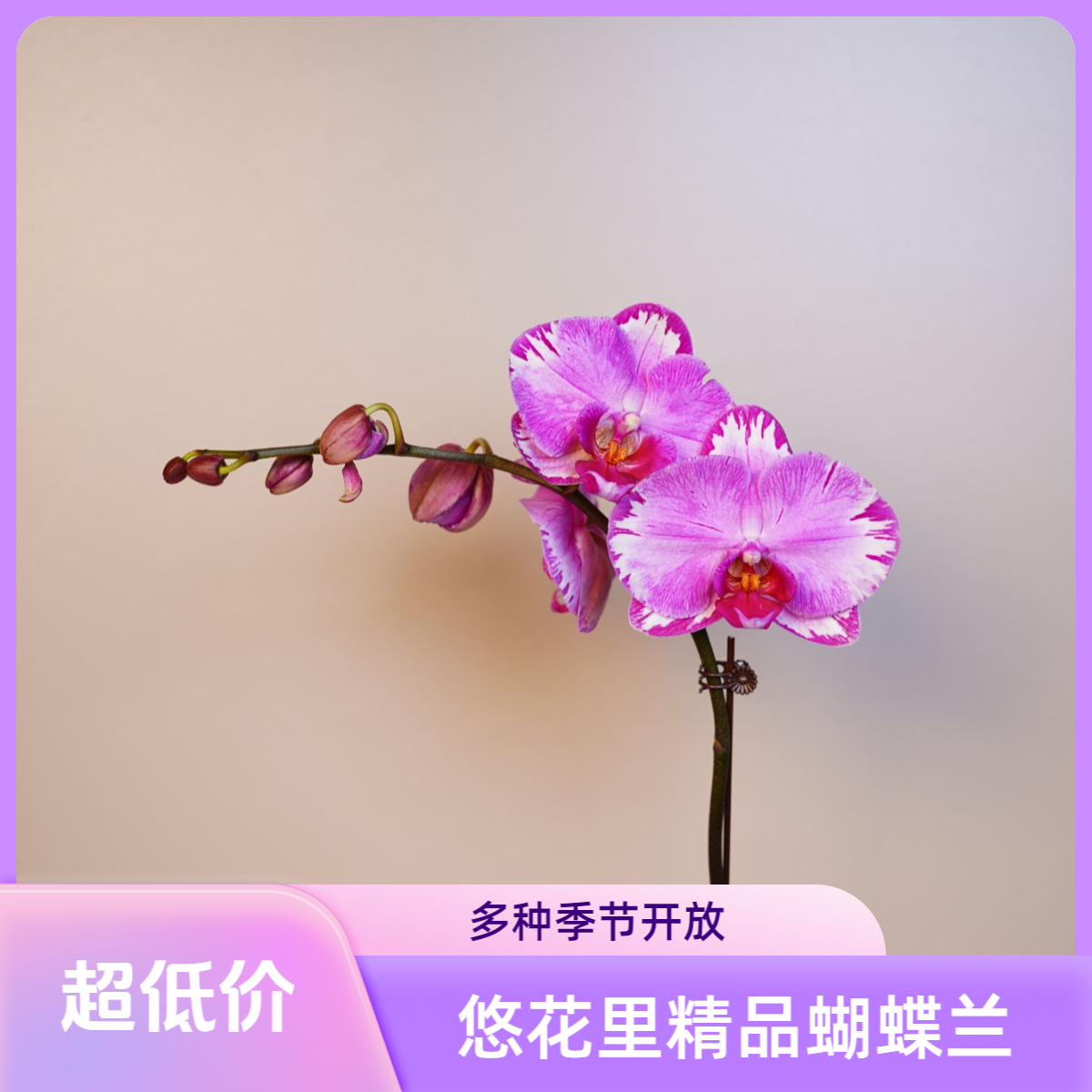 《明兰基地》蝴蝶兰（雷神）3.0寸带花带花苞开花珠发货