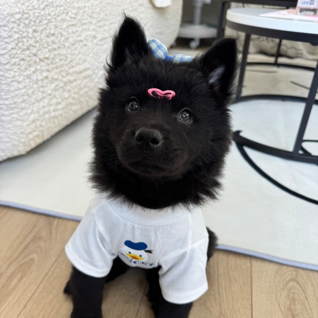 五黑犬    自选     带衣服