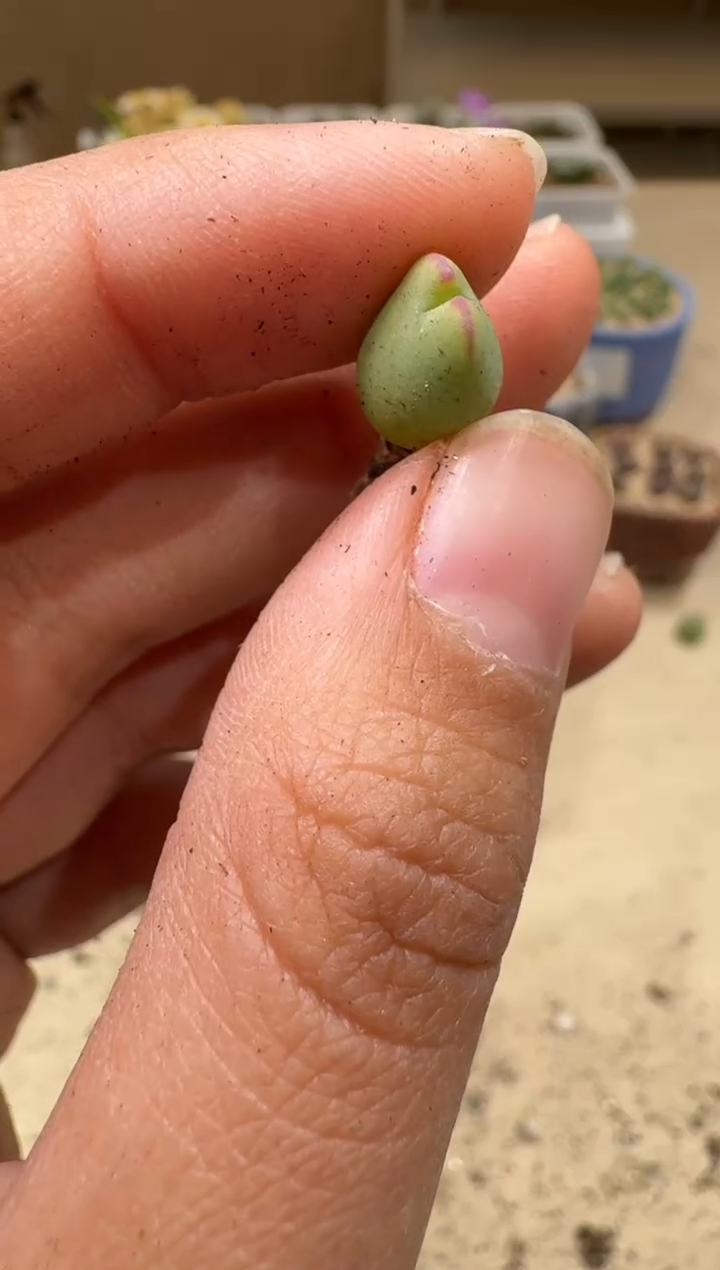 9-69多肉植物肉锥