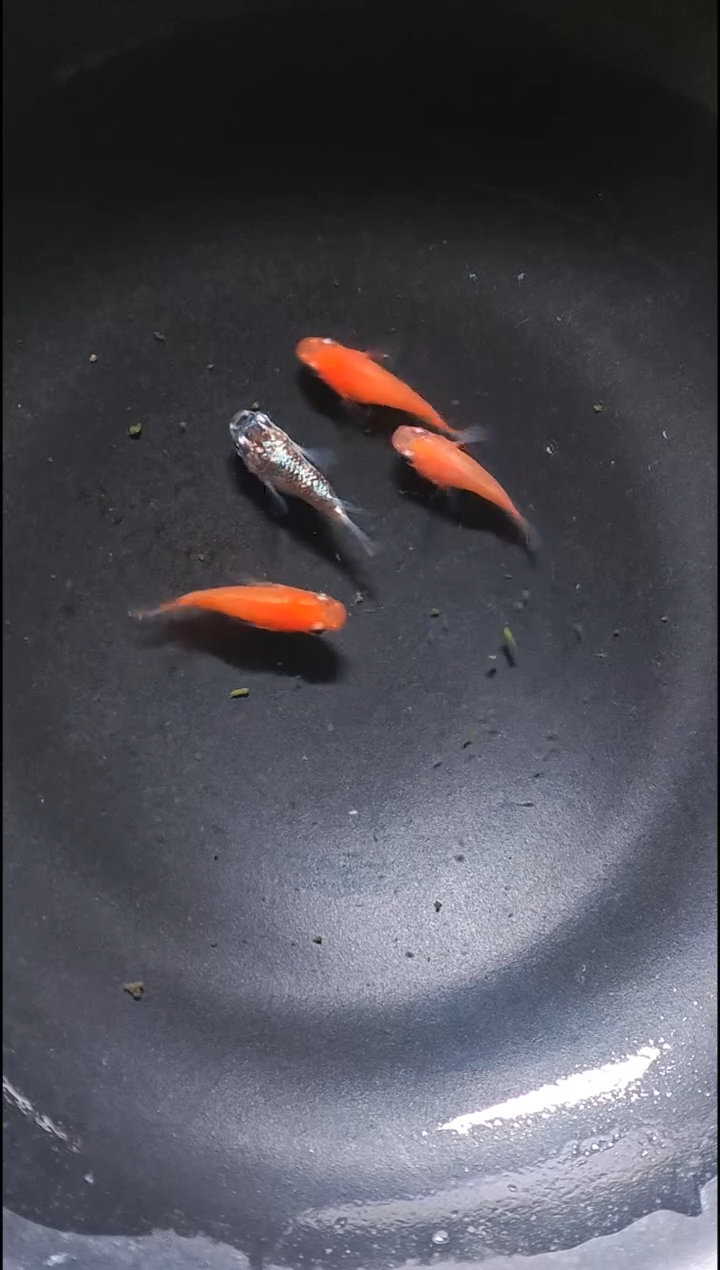 青鳉鱼观背青鳉014