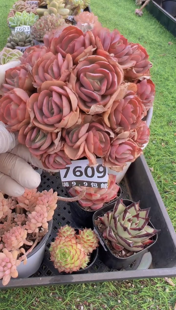 【闪购商品】信福多肉一物一拍