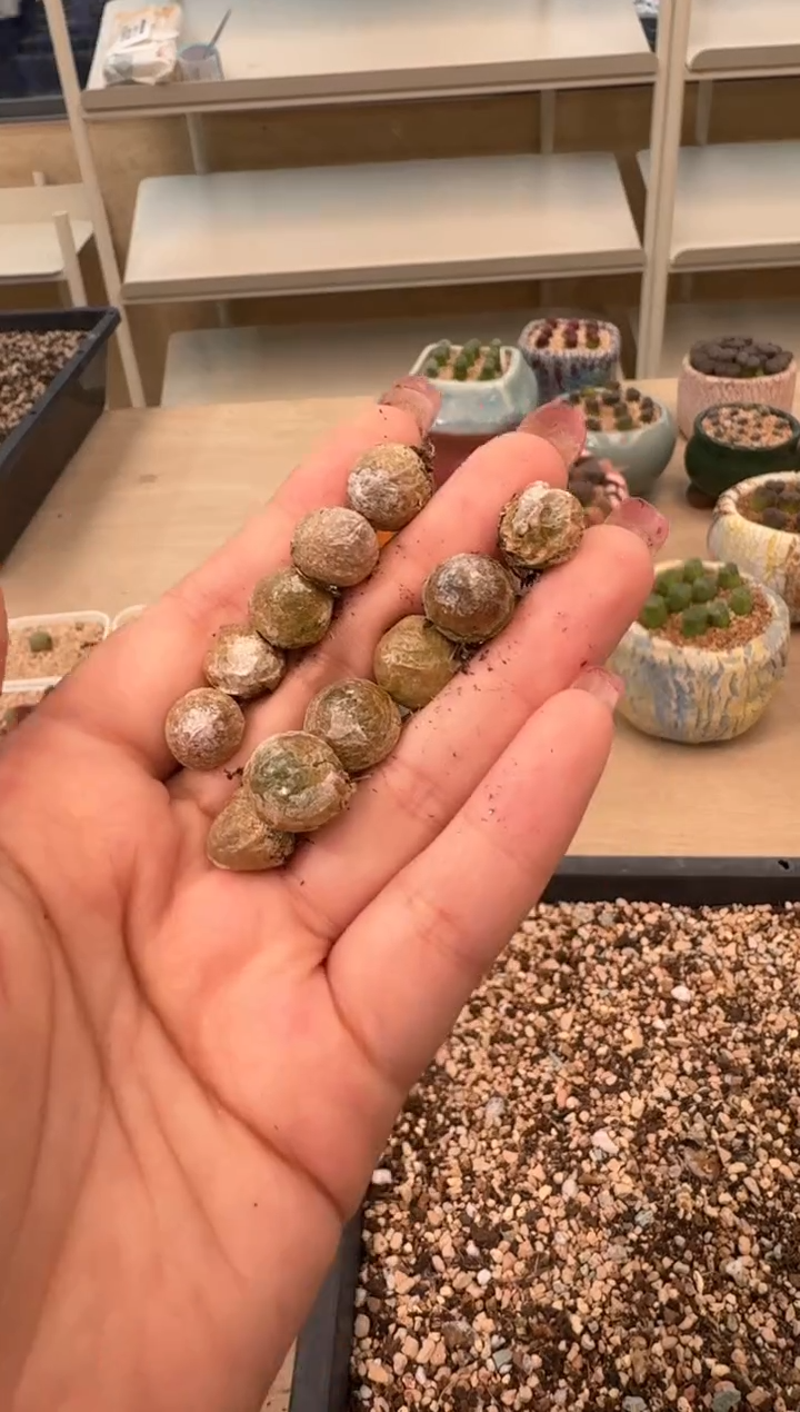 27-9多肉植物肉锥灯泡